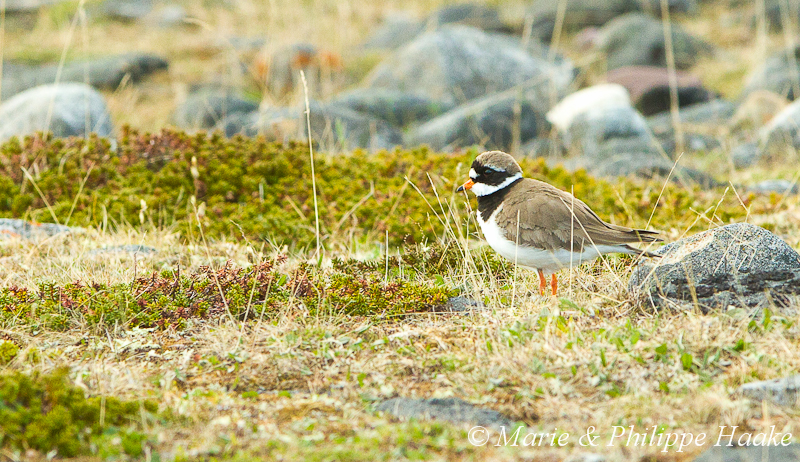 Grand gravelot 2187.jpg - Grand gravelot, Charadrius hiaticula, Common Ringed Plover (Norvège, juin 2012)